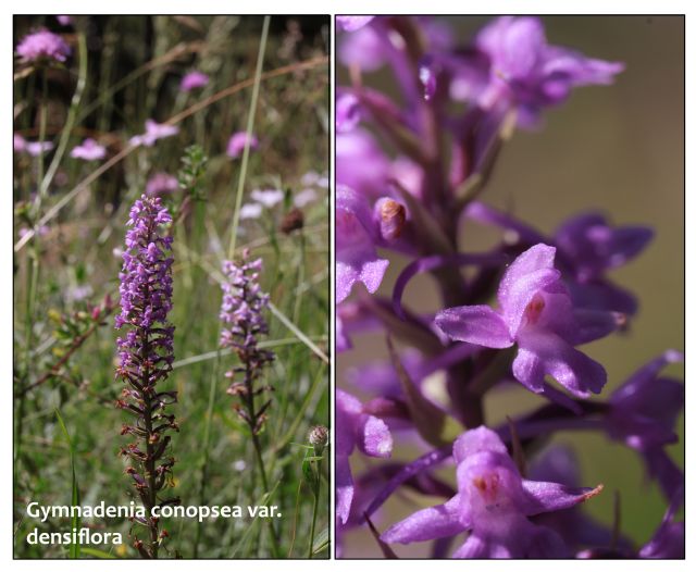 Orchidee di luglio al confine tra Toscana ed Emilia